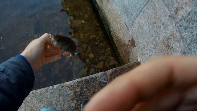 #34 Мормышинг. смотреть онлайн