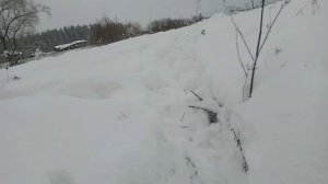 охота на бобра