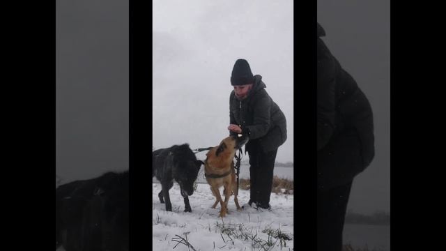 Приют. Прогулки с собаками 28.10 23 смотреть онлайн