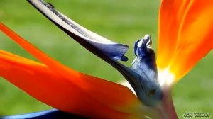 Bird Of Paradise Flowers (Crane Lily, Crane Flower)