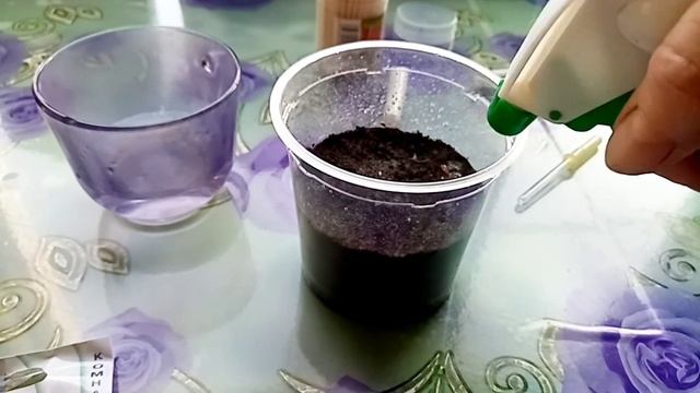 Посев глоксинии... Стимулятор роста за копейки. смотреть онлайн