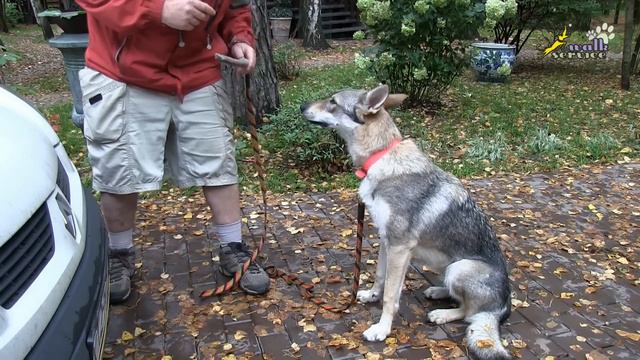 Волчак игра в перетягивание смотреть онлайн