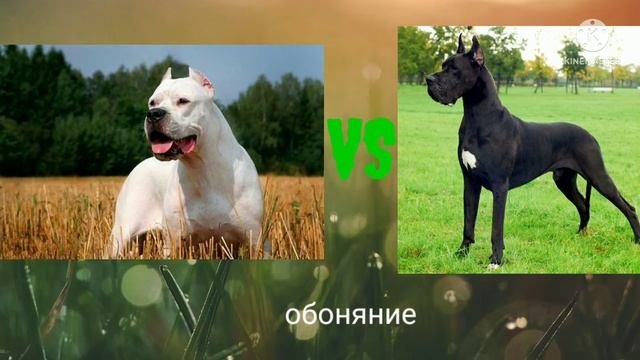 аргентинский дог против немецкого дога