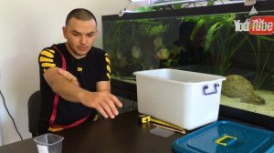 МЕНЯ УКУСИЛА СОЛЬПУГА.  ОГРОМНЫЕ СОЛЬПУГИ в подарок от друга.  Кормление пауков птицеедов.