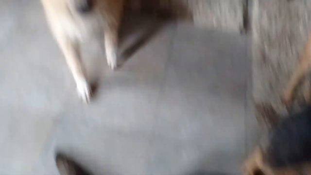 Животные на пристройство. нужен дом. смотреть онлайн