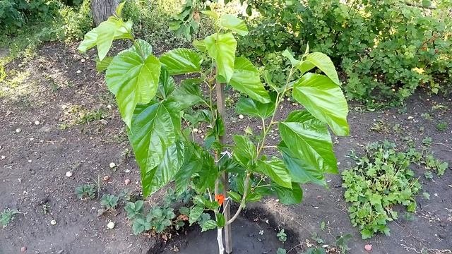 Шелковица Шелли