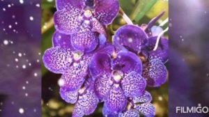 Орхидея.Приметы и суеверия.