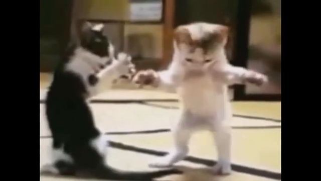 Один кот пляшет под дудку другого 2020 смотреть онлайн