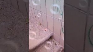 Обзор на посйолок Новый Ургал