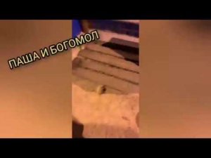 ПАША И БОГОМОЛ