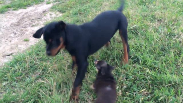 Той против Ротвейлера😜 смотреть онлайн