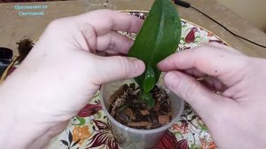 Орхидея - реанимашка. Возрождение из одного листочка. Посадка.