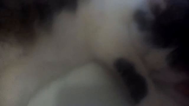 Наш кот впал в спячку смотреть онлайн