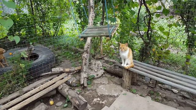 Коты и качели смотреть онлайн