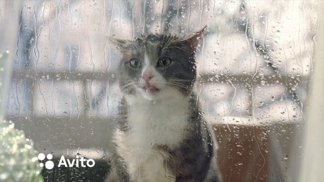 Кот ни в чём не виноват | Авито смотреть онлайн