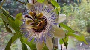 Пасифлора Кавалерийская звезда. Цветение и коротко о растении.  #Skibinskaya #пасифлора #стратоцвет