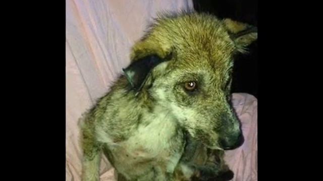 Сама умирала на асфальте, но берегла самое ценное… смотреть онлайн