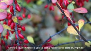 Как ухаживать за барбарисом? Как правильно ухаживать за барбарисом на вашем участке?