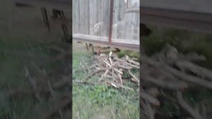 Заброшенный вагон