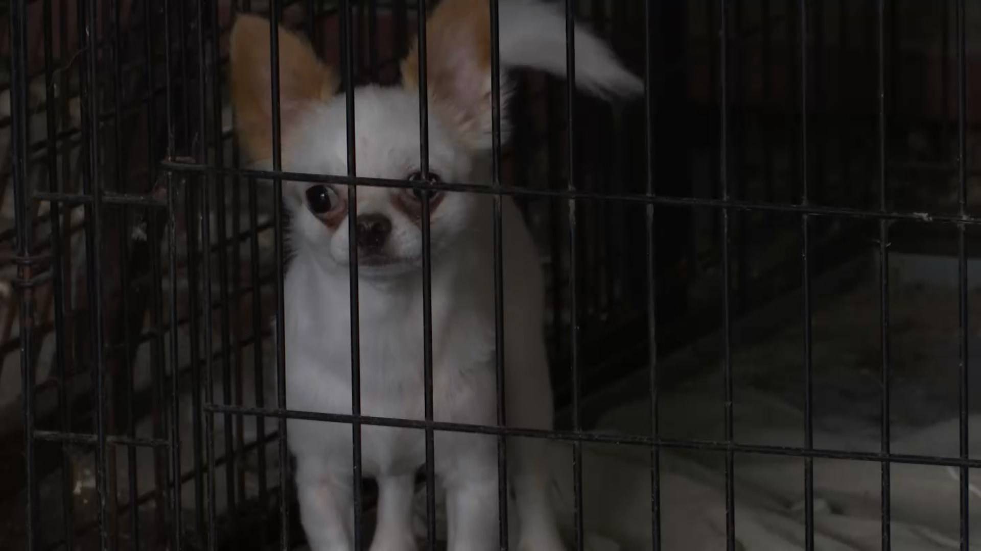 Приют для бездомных собак переехал на новое место