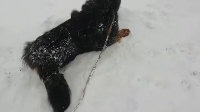 Тибетский мастиф Мишаня