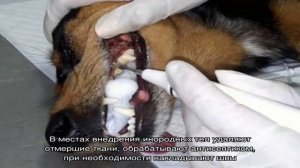 Что делать, если у собаки воняет из пасти?