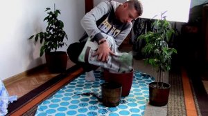 Как пересадить фикус!Фикус Бенджамина!Пересадка фикуса!