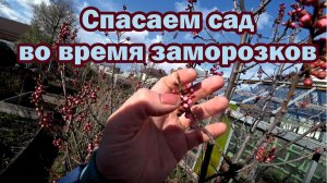 Спасаем сад от заморозков