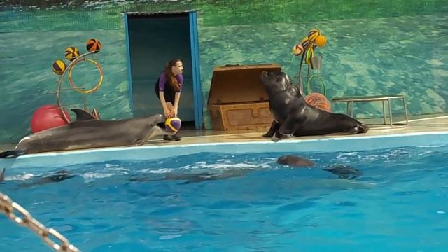 Анапа Дельфинарий Морской лев май 2018 смотреть онлайн