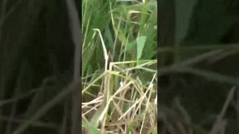 Активный карась гнёт удочки #shorts