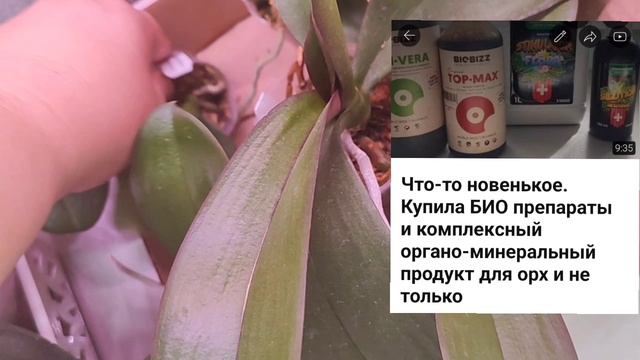 #12ОрхоVLOG будем житьПризнаки жизни у орхидеи без корней.На стеллаже всё в корнях,а с?не получаетс