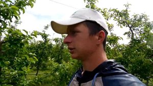 Опрыскивание против плодожорки.Инсектицид  Кораген.