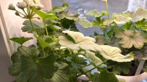 Подсветка моих пеларгоний