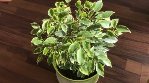 Уход за фикусом Бенджамина Кинки. Полезные советы. Ficus Benjamina Kinky