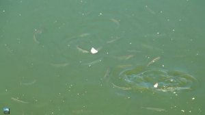 ? Сплав по р. Багаряк. Челябинская область. Пакрафт Эскимос 260L 2023