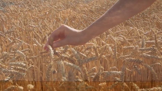 КОЛОСОК    Музыка, аранжировка, исполнение Кирилл Коноплёв
Стихи Ольга Коноплёва