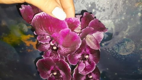 Орхидея выигрыш. Получила орхидею мечты.