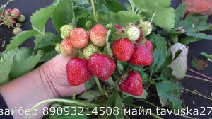 РЕНЕССАНС среднеспелый сорт клубники.