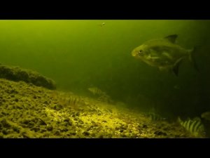 Прикормил точку Пшеном с жареными молотыми Семечками, Подводная съёмка