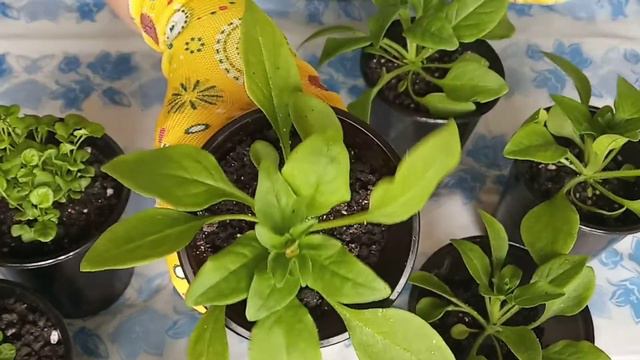 Лобелия,ПЕТУНИЯ в апреле после перевалки в другие горшки смотреть онлайн