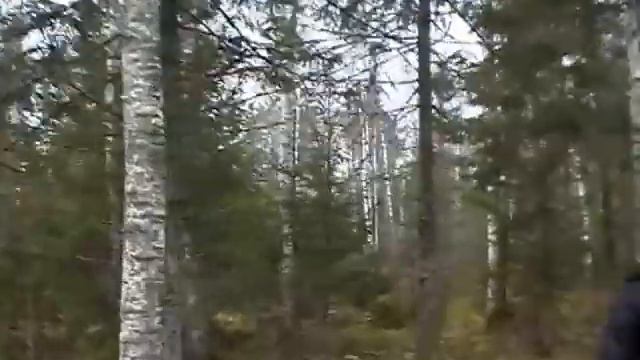 Охота на лося загоном в Ярославской области смотреть онлайн