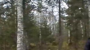 Охота на лося загоном в Ярославской области