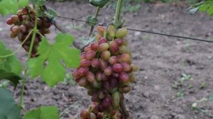 Виноград - Гусар