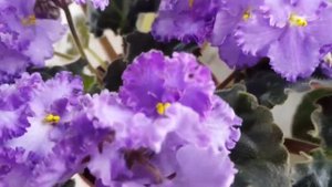 Ретро сорта или классика фиалок!