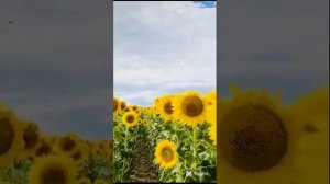 песня поёт Мария Пахоменко песня подсолнухи украшения лето и да Мария Пахоменко