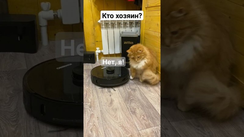 Кто главный на хуторе? #кот #роботпылесос #дом #жизнь #деревни #хутор