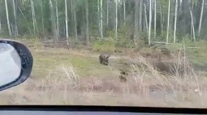Медведица с двумя медвежатами вышла на трассу
