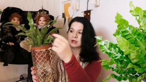 АСПЛЕНИУМ ВСЕ ЧТО НУЖНО ЗНАТЬ #цветы #растения #мотивация #влог #