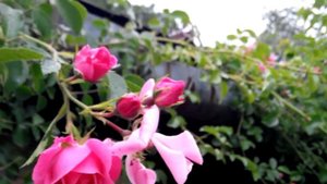 Плетистые розы. Сорт Чаплин Пинкс.