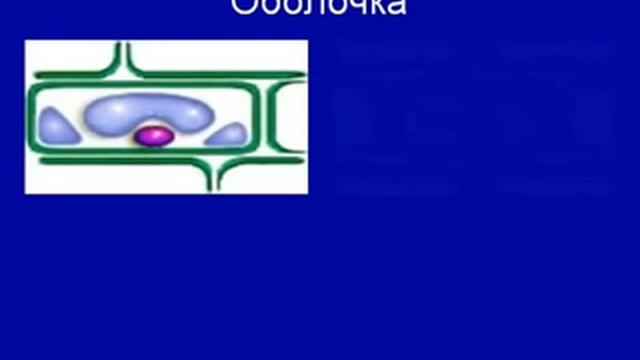 Растительная клетка.AVI
